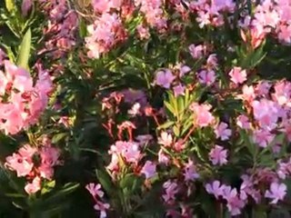 Sakin bir keşif günü...