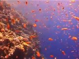 Kızıldeniz Tiran Adası'nda unutulmaz su altı deneyimi
