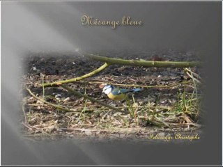 Les petits oiseaux du bord du lac de la Chartre  N°1