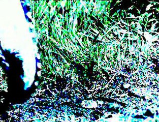 revolutionary trail teaser final