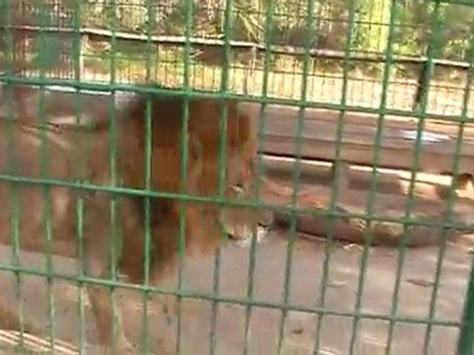 Deep Sea Pet Center'ın Afrika Tanzanyadan video görüntüleri