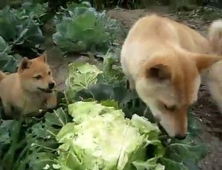 キャベツを丸かじりする犬