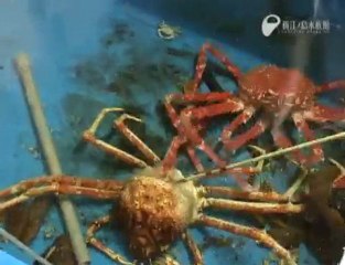 タカアシガニの脱皮6時間全記録！- The giant spider crab sloughed off old ski