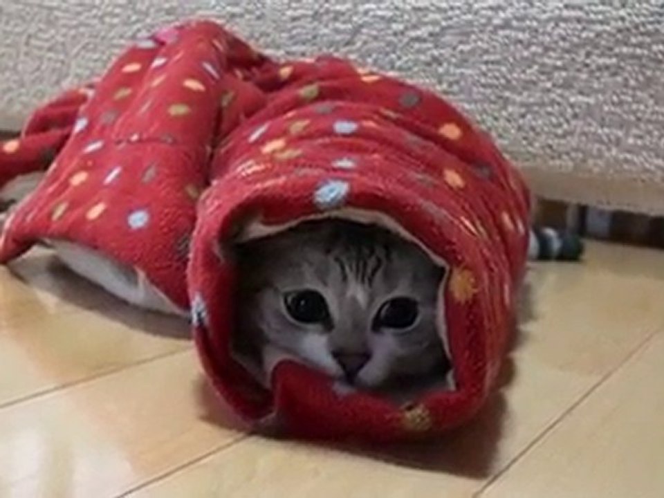 ネコが落ちつくところ