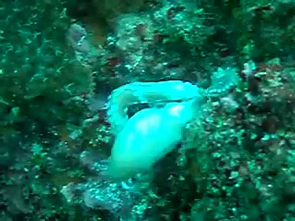 決定的瞬間ウツボ×タコ.MOV