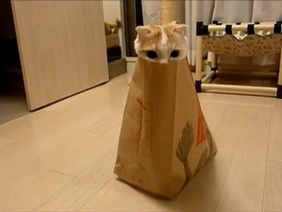 袋に入ってモゾモゾ遊ぶポッケ