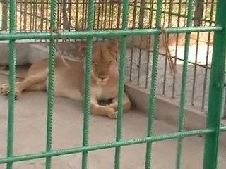 Deep Sea Pet Center'ın Afrika Tanzanyadan video görüntüleri