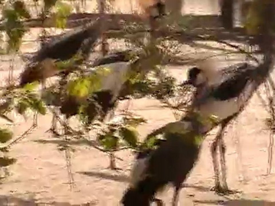 Deep Sea Pet Center'ın Afrika Tanzanyadan video görüntüleri