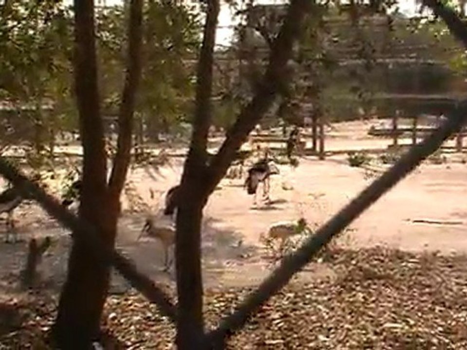 Deep Sea Pet Center'ın Afrika Tanzanyadan video görüntüleri