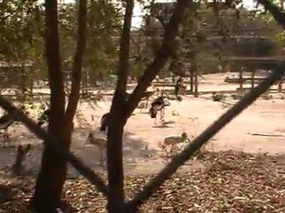 Deep Sea Pet Center'ın Afrika Tanzanyadan video görüntüleri