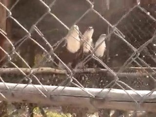 Deep Sea Pet Center'ın Afrika Tanzanyadan video görüntüleri