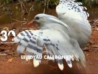 Sommaire émission 30 millions d'amis 12 02 2011