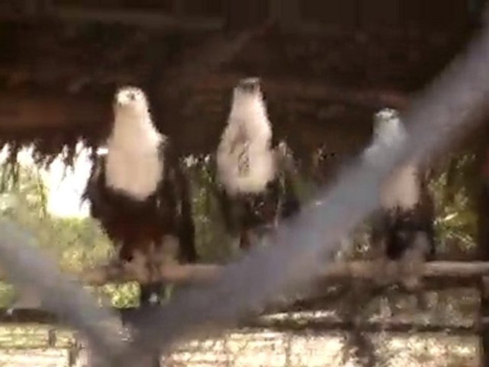 Deep Sea Pet Center'ın Afrika Tanzanyadan video görüntüleri