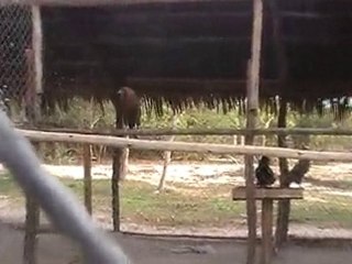 Deep Sea Pet Center'ın Afrika Tanzanyadan video görüntüleri