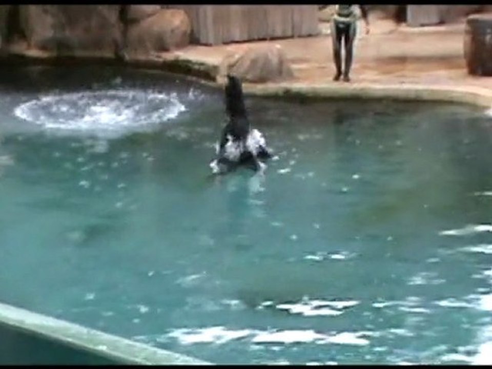 Spectacle des Otaries, saison 2010