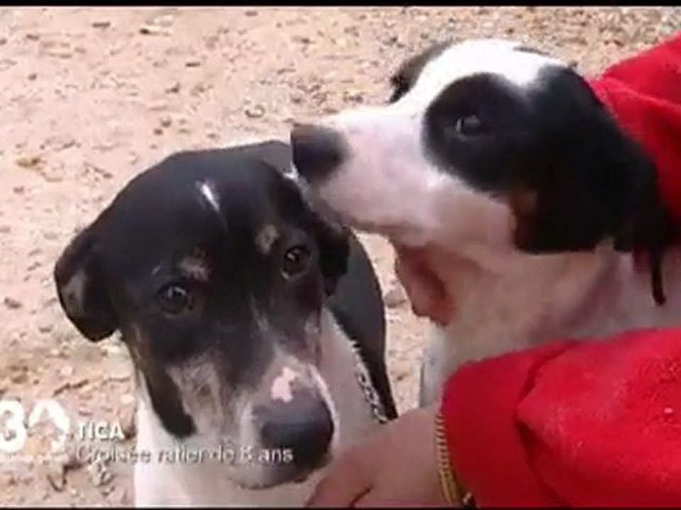 Adoptez TICA