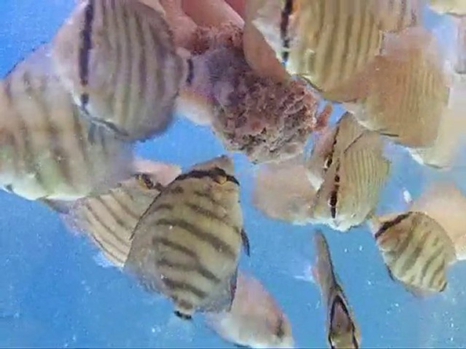 hakan yüksel discus