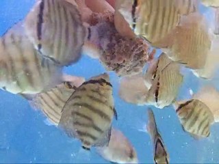 hakan yüksel discus