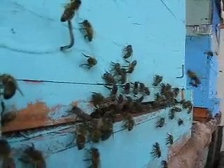 arıcılık Mehmet Yüksel/Memlekette güçlü Karniyol koloniler.