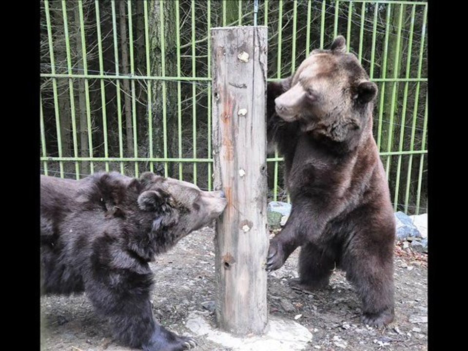 Bären im Wildgehege Hellenthal