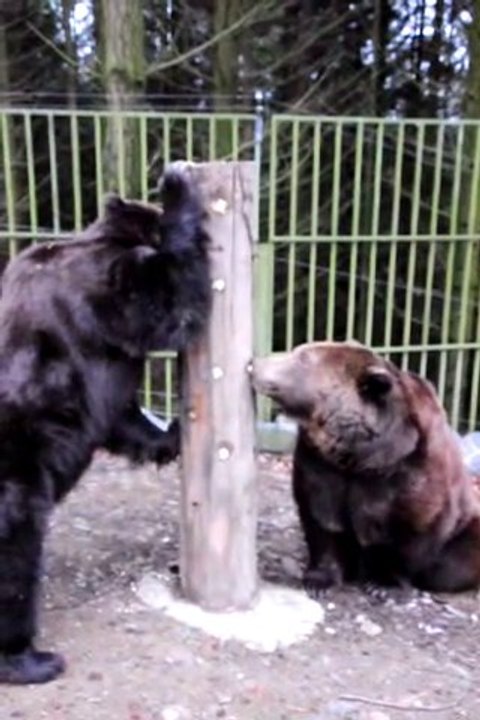 zwei Bären im Wildgehege Hellenthal
