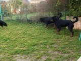 Mes 4 beaucerons