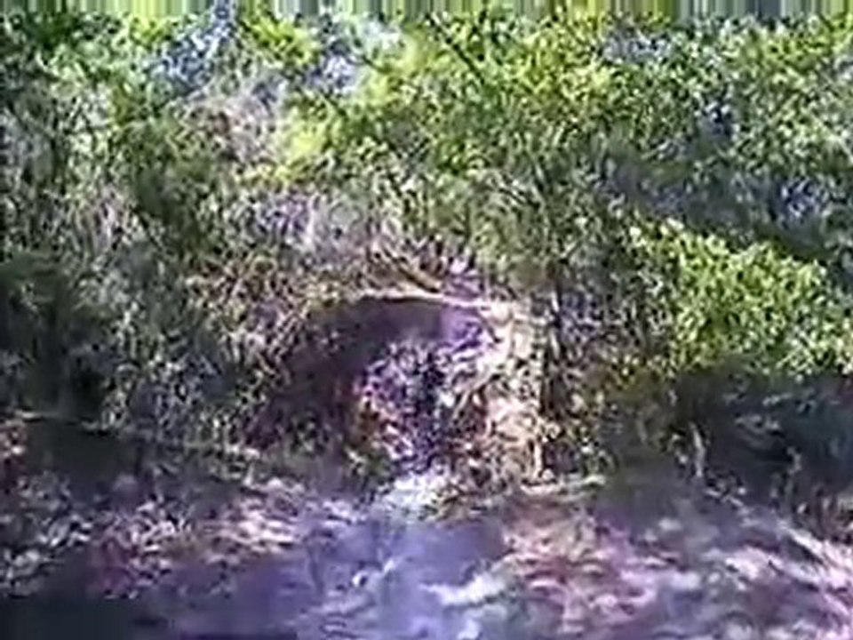 Mountain bike Singletrack - Alafia River State Park