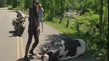 Funny cow clip