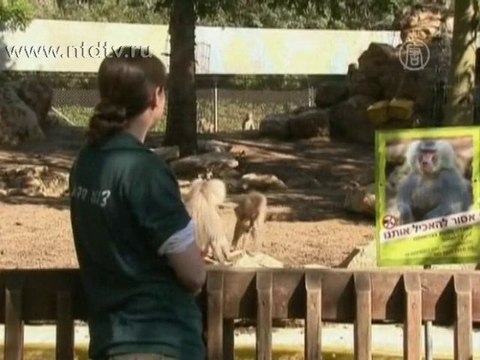 В израильском зоопарке родился «оранжевый» бабуин