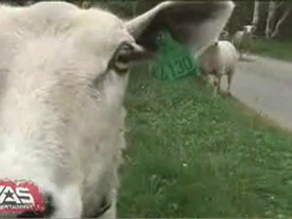 MEANS OF PRODUCTION - Kayak Trailer