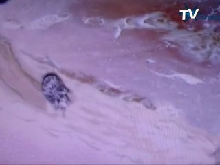 Cas de gale enfants école Jean Jaurès Carcassonne 10 02 11