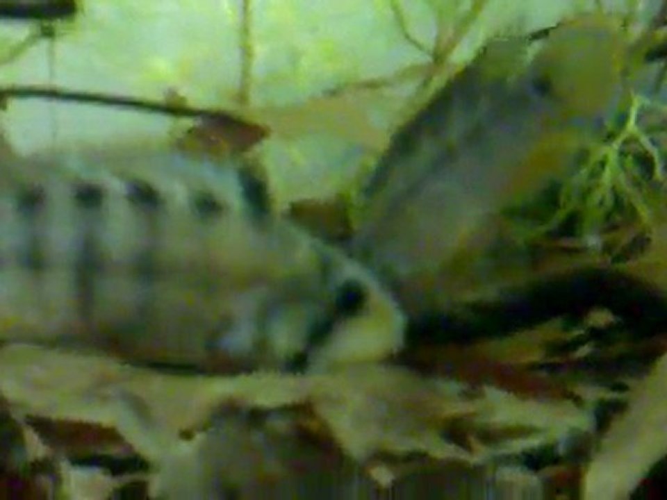 Apistogramma baenschi