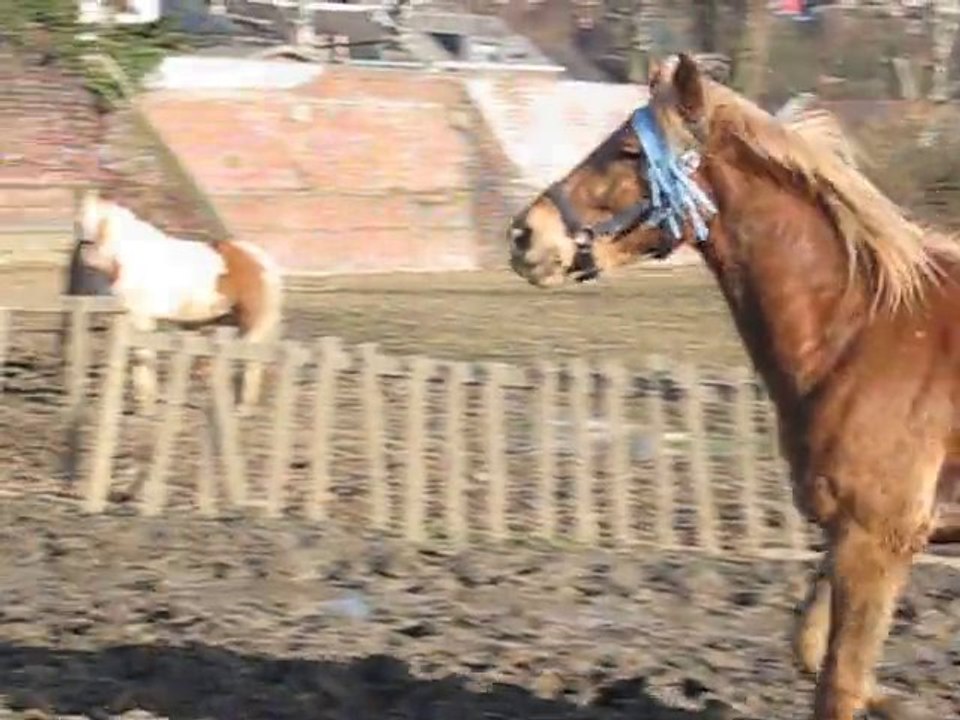 Kaizer qui saute la cloture de la piste.. --'