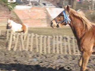 Kaizer qui saute la cloture de la piste.. --'