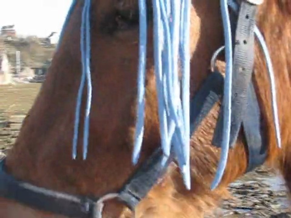 Kaizer laché en piste, qui obéit a la voix et saute seul lol