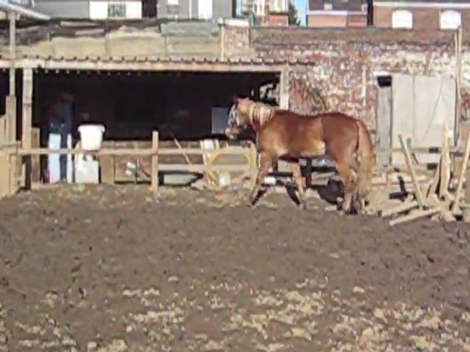 Kaizer laché en piste, qui obéit a la voix et saute seul (2)