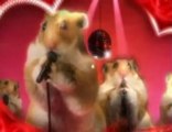 Funny Hamster Valentine - Behind the Scenes