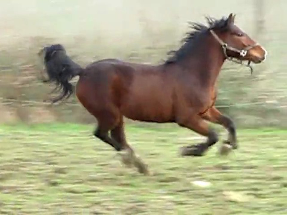 TANGO