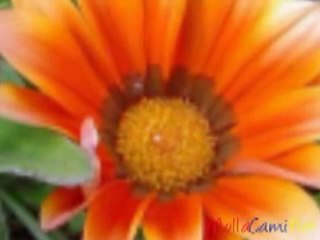 çamköylü kemal ceylan