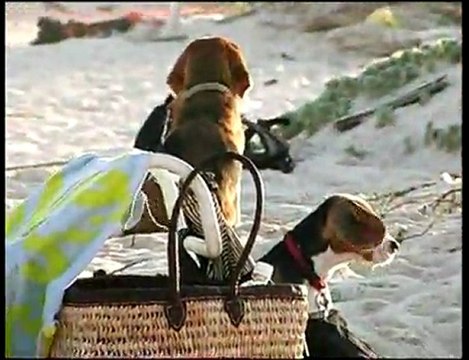 Kite Surfing Aruba