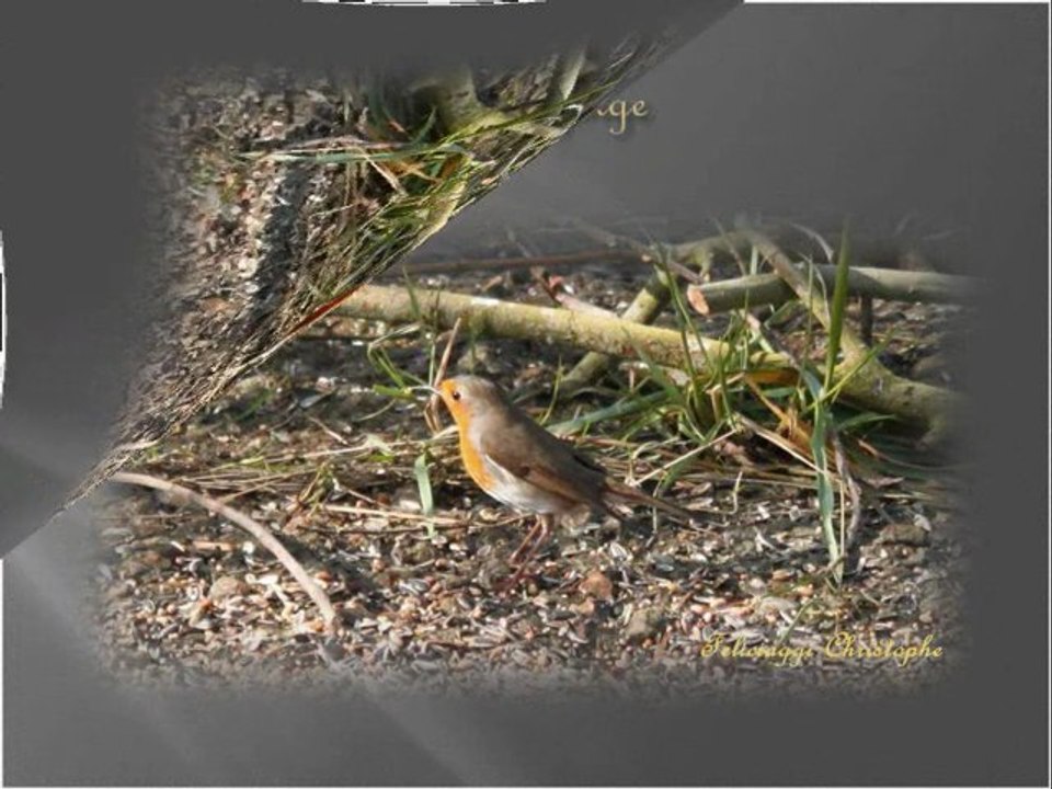 Les petits oiseaux du bord du lac  N°2