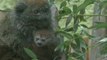 Poland Zoo Welcomes Rare Baby Lemur