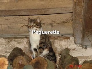 Paquerette