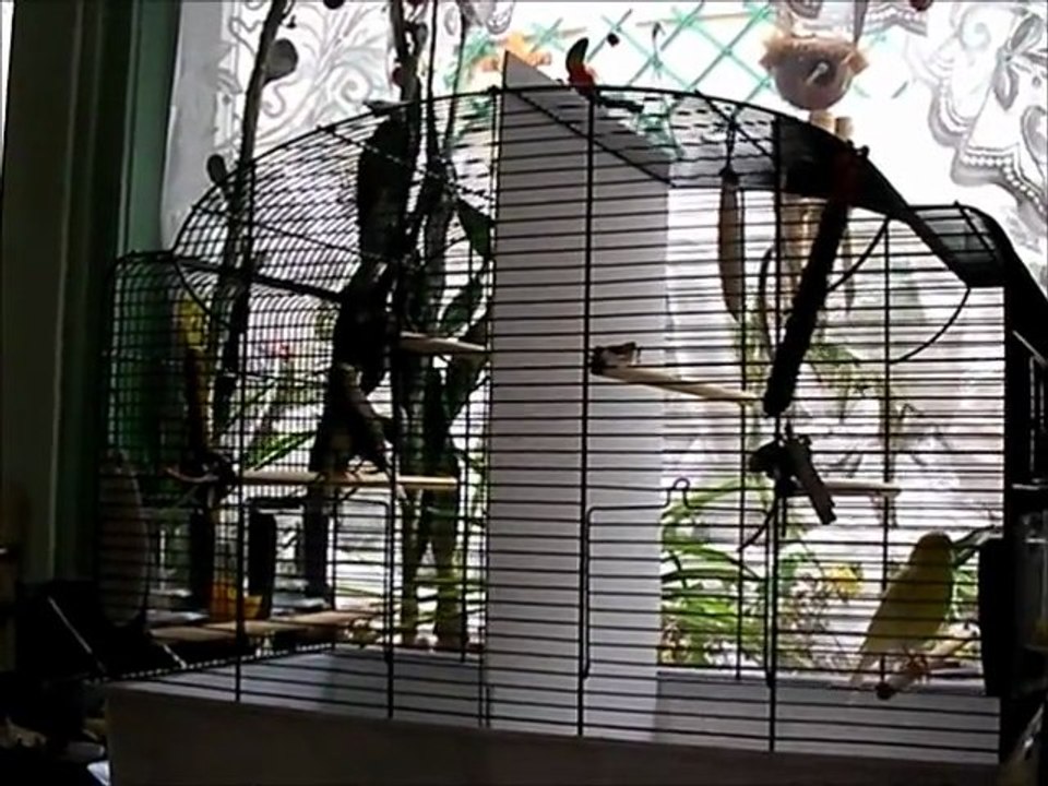 Canary song by Pilou