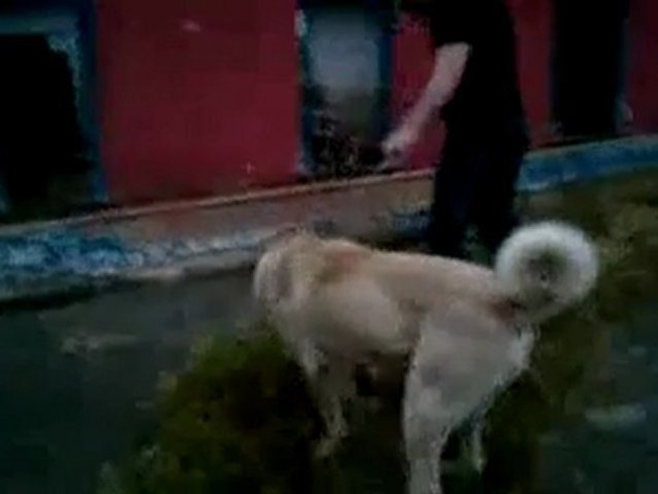 Serdar Gökalp - Aslan