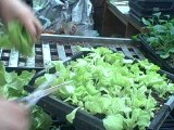 Harvesting Lettuce and Kale Indoors