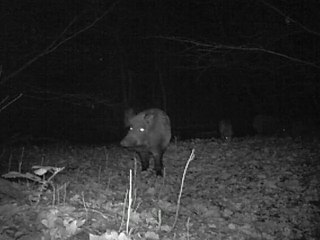 09.02.2011 19h15 sanglier mefiant