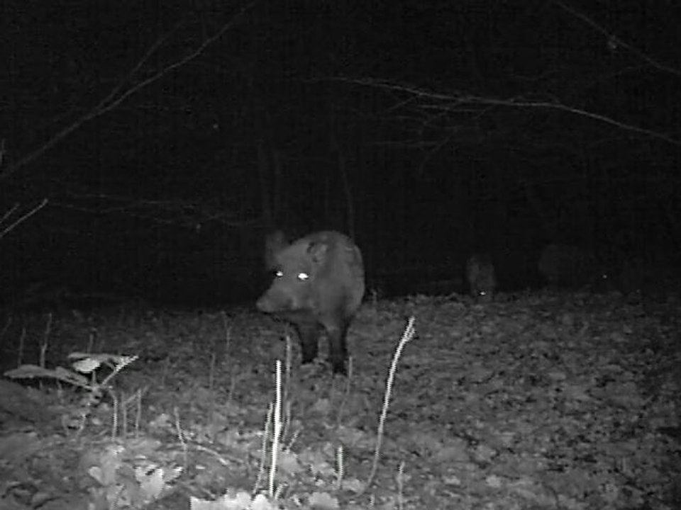 09.02.2011 19h15 sanglier mefiant