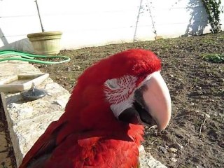 Gaby et les cailloux