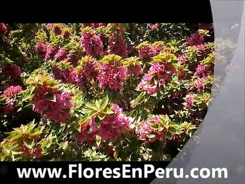flores peru,flores en peru, .FloresEnPeru.com-C